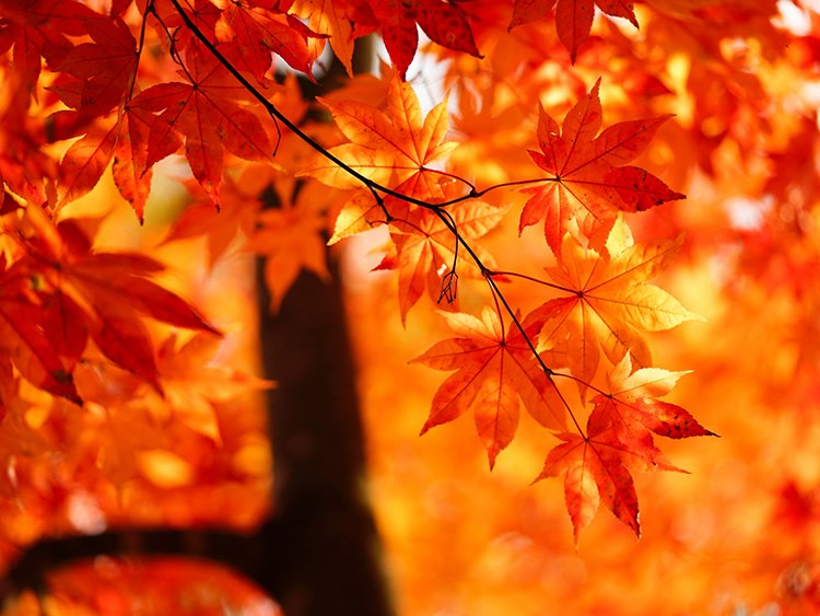 秋の絶景	まつり！関東のオススメ紅葉まつり